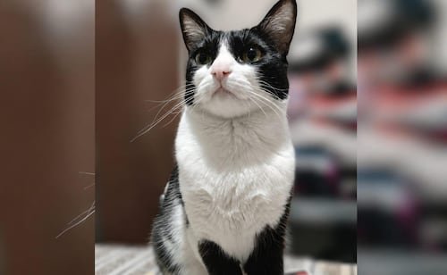 Emotional support cat Cloe missing; disappeared June 23