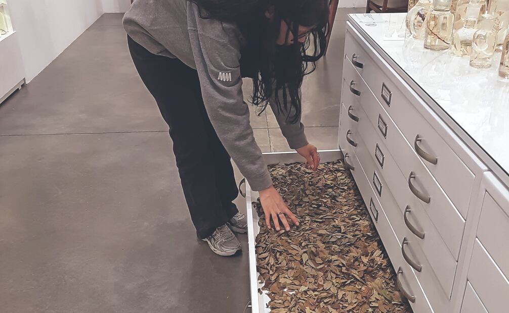 La sala del Museo de Arte Moderno de Medellín parece el estudio de la artista Susana Mejía y a la vez una especie de laboratorio en el que se coleccionan, estudian, conservan, cuelgan y exponen hojas secas de coca. Fotos: khoka project