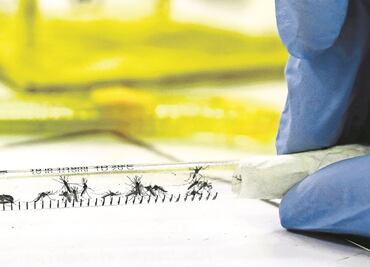 Inician prueba de vacuna contra el zika en humanos