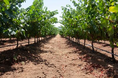 El arte  enológico  ante el cambio climático