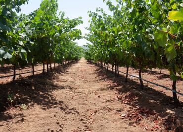 El arte enológico ante el cambio climático
