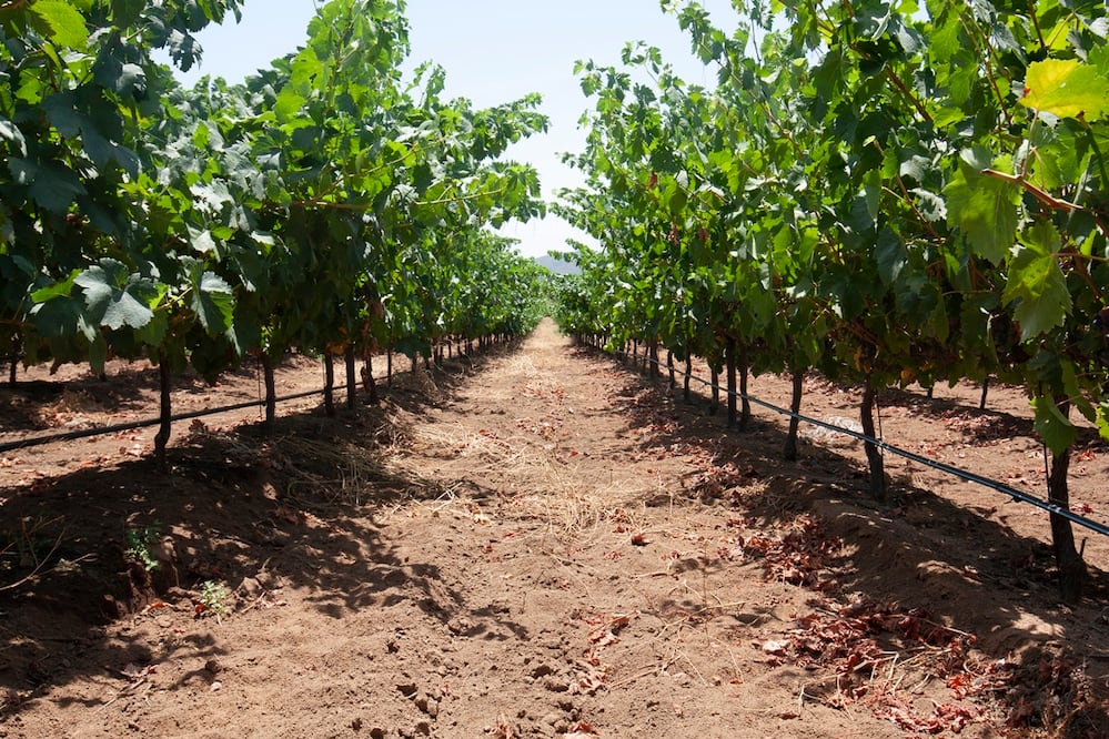 El cambio climático ha hecho que las cosechas se atrasen, adelanten o vayan disparejas. Foto: Héctor Torreblanca