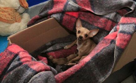 Perrita damnificada da a luz a "quintillizos" en albergue