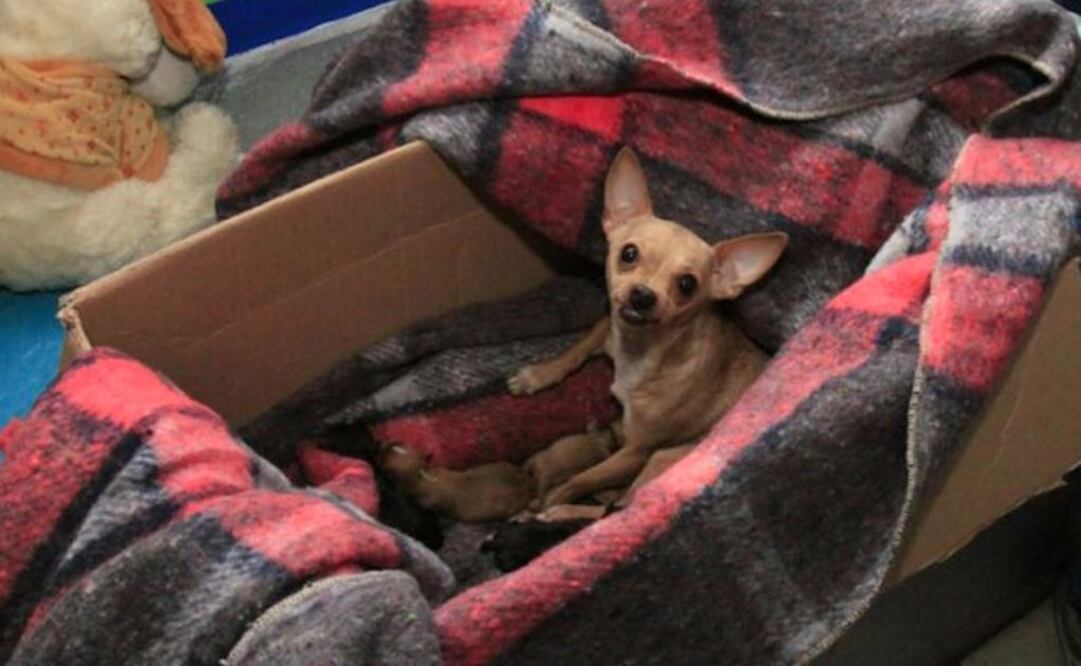 Perrita damnificada da a luz a "quintillizos" en albergue