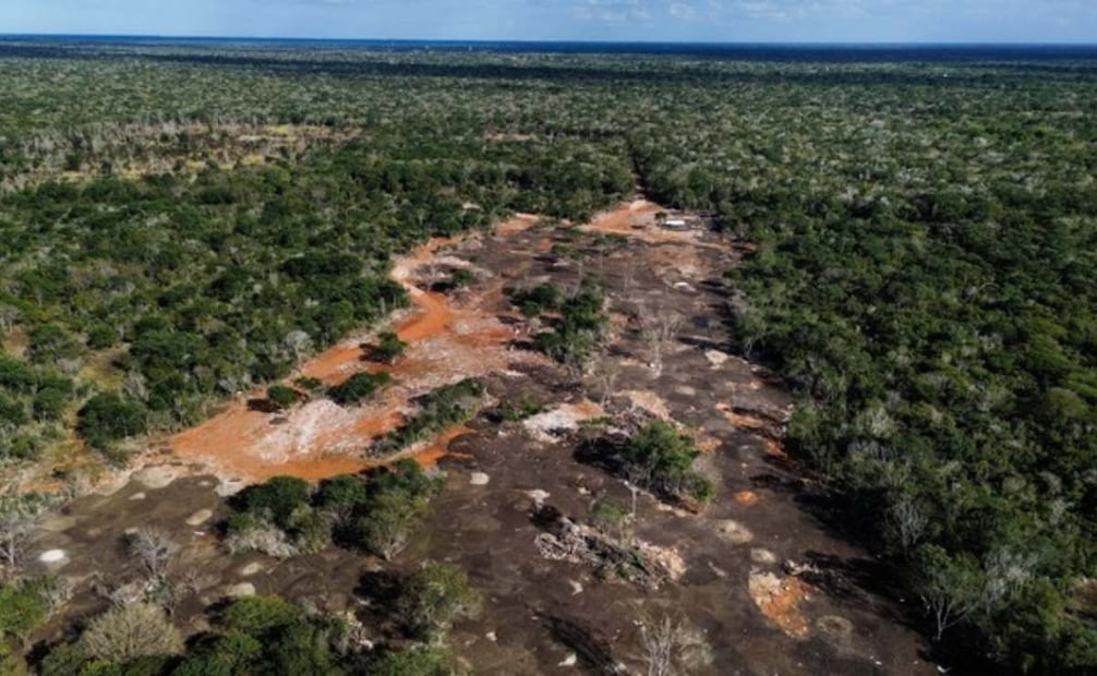 Una empresa avícola realizó la apertura de caminos de acceso y la deforestación de más de 56 mil metros cuadrados (07/01/2026). Foto: Especial