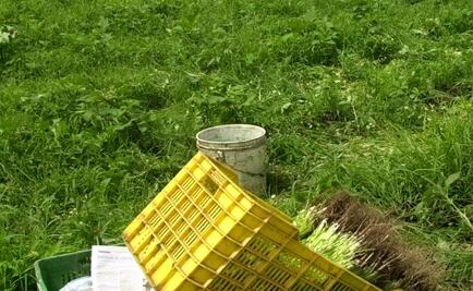 Tamaulipas: decomisan mariguana oculta en cilantro
