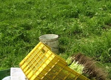 Tamaulipas: decomisan mariguana oculta en cilantro