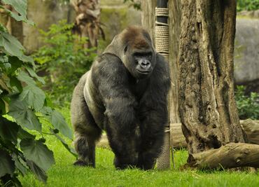 CDH capitalina investiga muerte del gorila Bantú