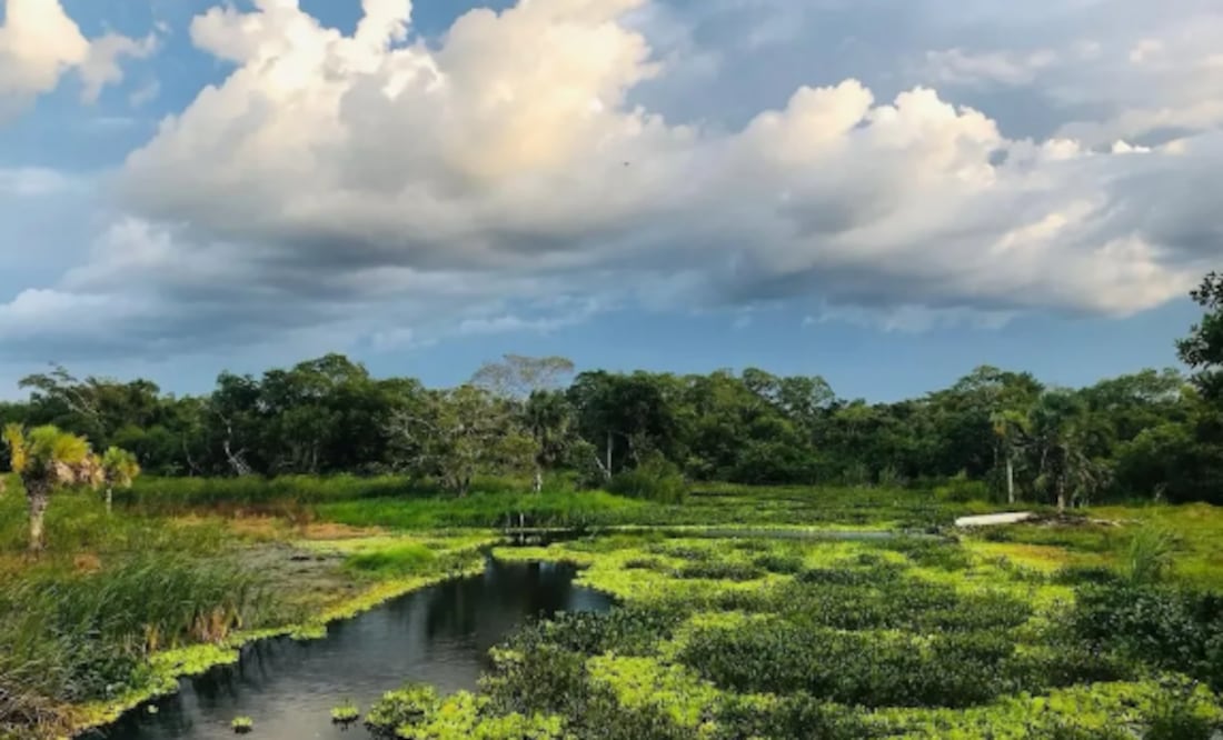 Este lugar es considerado como reserva de la biosfera y es uno de los humedales más importantes del mundo.