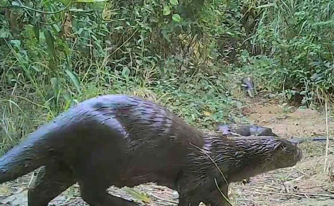 Dos nutrias de la especie Lontra annectens fueron captadas jugueteando en el Parque Nacional Ricardo Flores Magón, del estado de Oaxaca, por cámaras trampa. Foto: Conanp