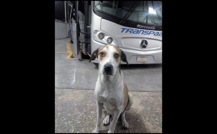 Conmueve en redes muerte de “Firulais”, perrito trabajador de terminal de autobuses