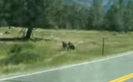 Oso ataca a vaca; video se vuelve viral