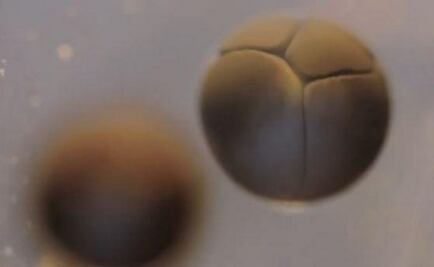 Cineasta francés graba división celular