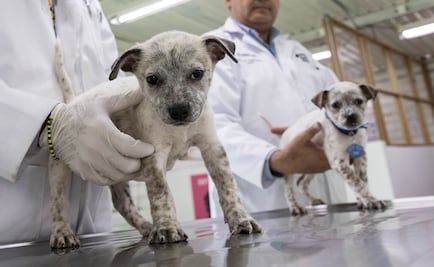 Adopta a uno de los perros del Centro de Transferencia Canina del Metro 