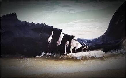 Embarcación se acerca de más y mata con propelas a cría de ballena en Cabo San Lucas