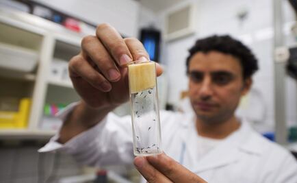 Oaxaca ocupa segundo lugar en virus de zika; hay 21 casos