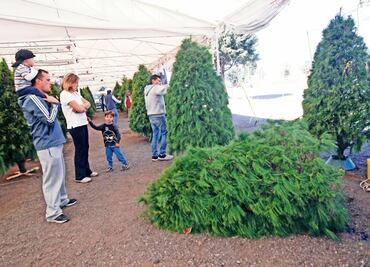 Por árboles de Navidad, 60% de incendios