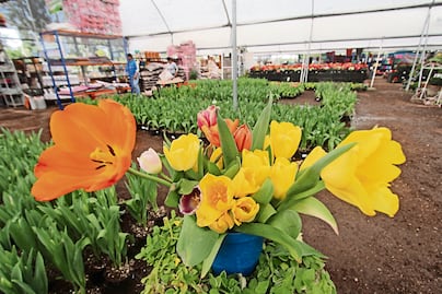 El amor no es sólo rosas; también son tulipanes