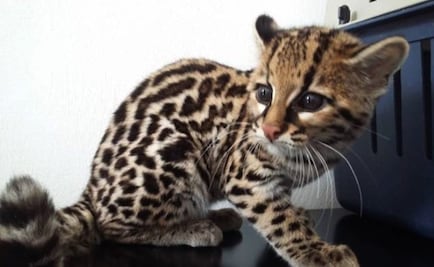 Rescata Profepa un cachorro de ocelote en Michoacán