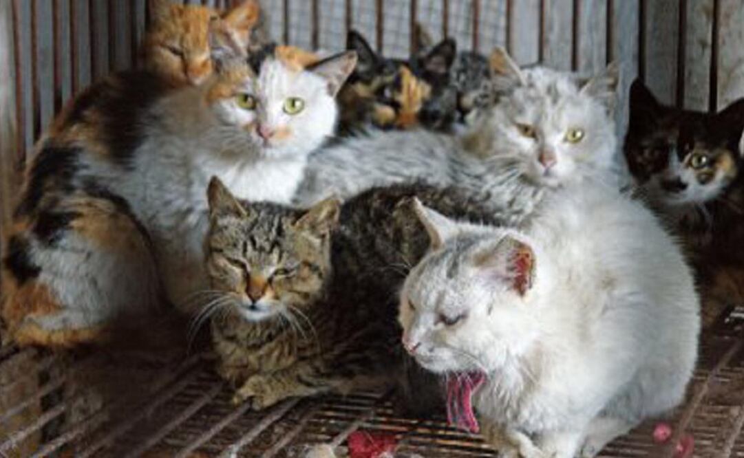 Los casos de gatos hacinados en pequeños espacios habitacionales no son tan infrecuentes. FOTO: Especial