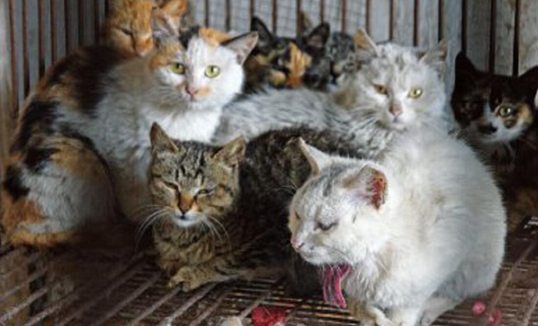 Los casos de gatos hacinados en pequeños espacios habitacionales no son tan infrecuentes. FOTO: Especial