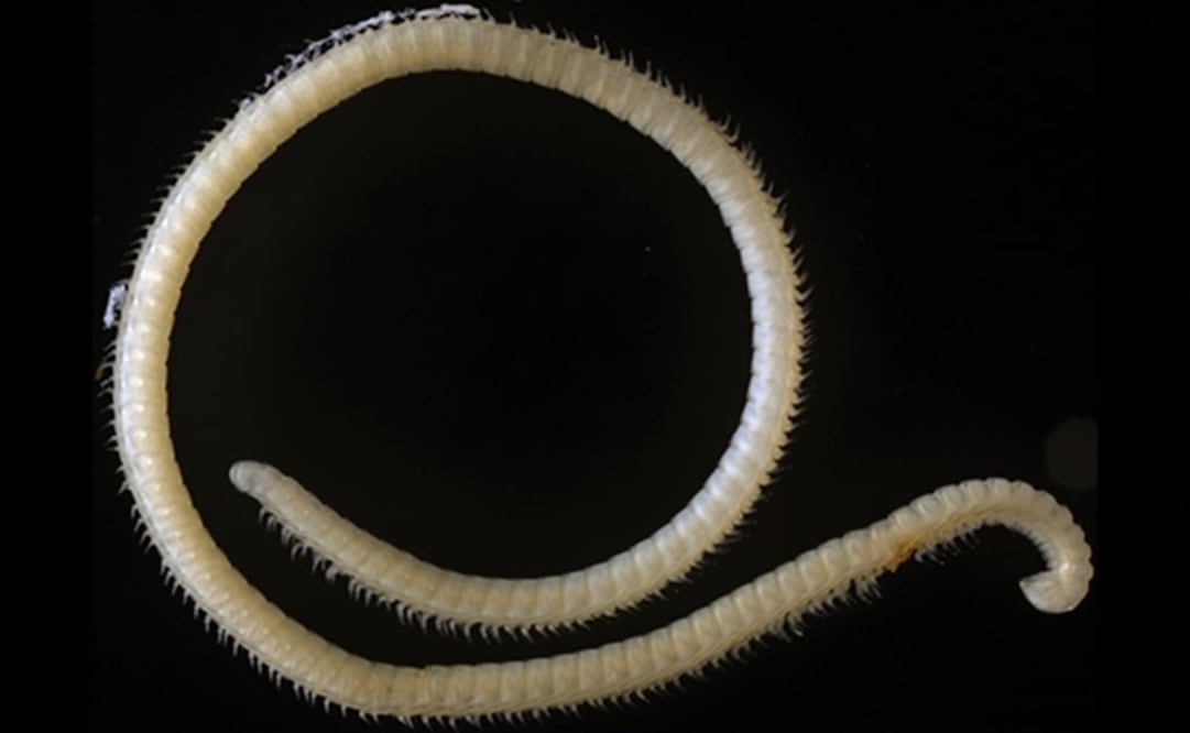 Los especialistas nombraron a la nueva especie Illacme tobini. (FOTO: ZooKeys)