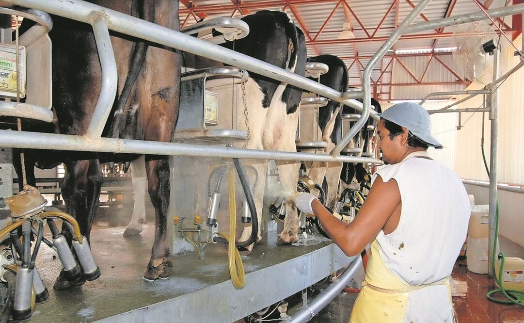 De acuerdo con productores, en los seis meses siguientes se esperan mayores costos de producción y escasez de leche en el mundo. Foto: Archivo/ EL UNIVERSAL