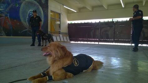  Efectúan operativo "Mochila Segura" en Edomex a petición de padres de familia