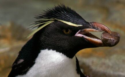 Pingüinos de cresta, animales extremadamente fieles