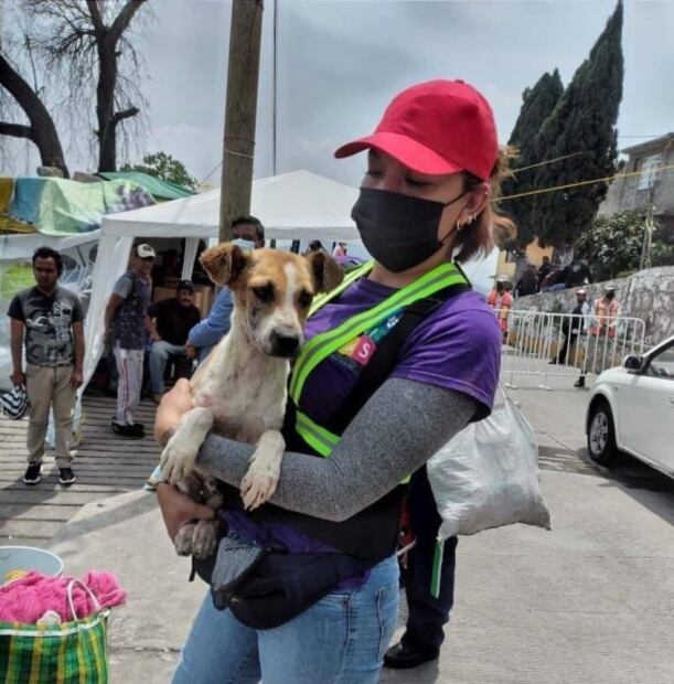 “Deysi”, perrita rescatada tras derrumbe del cerro del Chiquihuite, en espera de ser adoptada