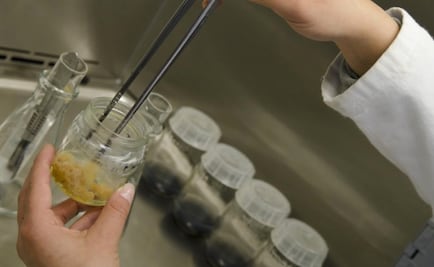 Científicos crean biopelícula que regenera la piel