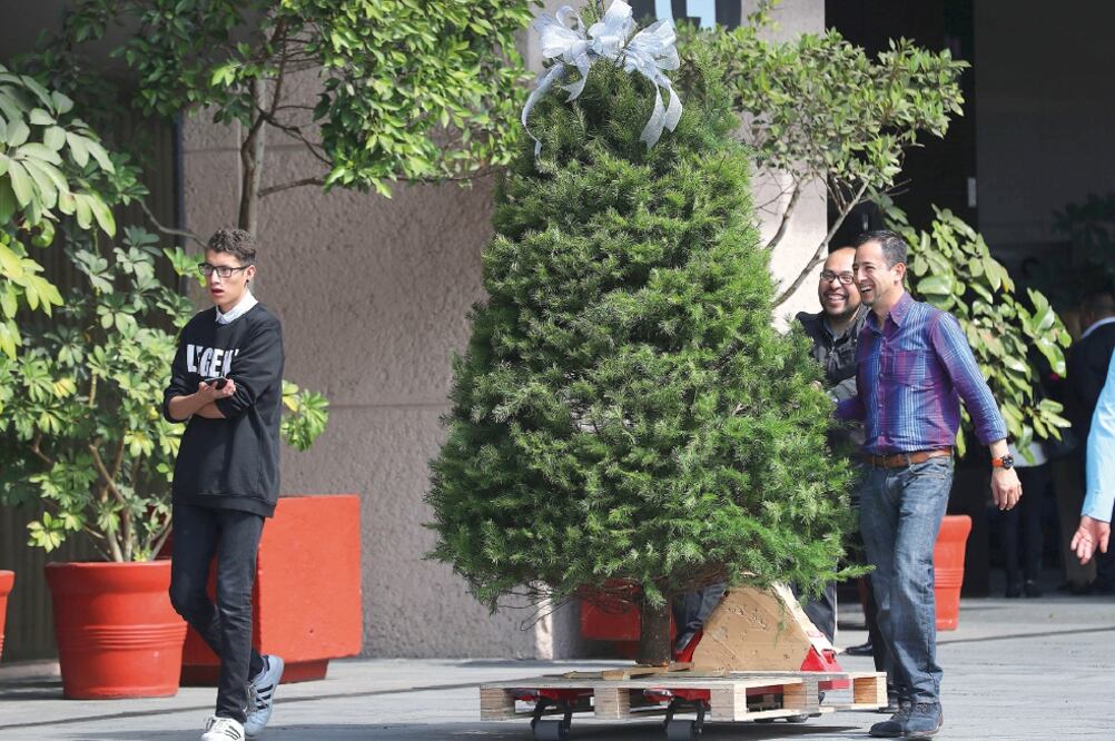Por la explanada de la Cámara de Diputados se pudo ver también a unos jóvenes que trasladaban un árbol de Navidad con un gran moño blanco (JUAN CARLOS REYES. EL UNIVERSAL)