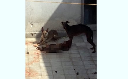 Detienen a dos por hacinamiento animal en Naucalpan