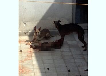 Detienen a dos por hacinamiento animal en Naucalpan