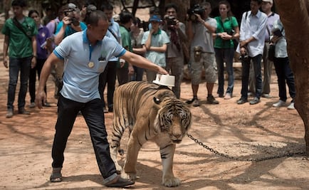 Mueren 86 de los 147 tigres rescatados de un templo en Tailandia