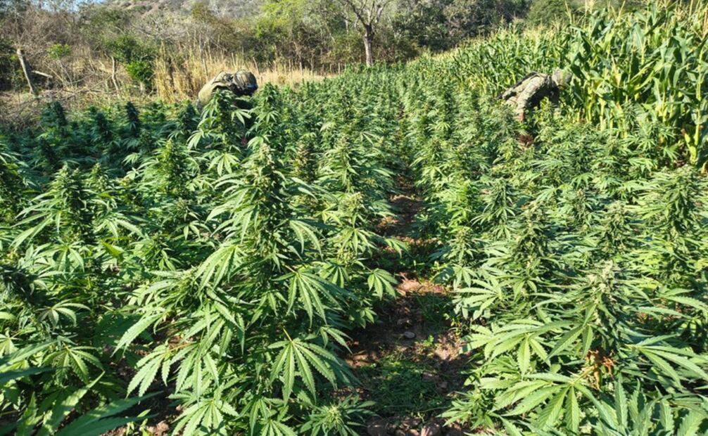 Plantío de marihuana en Michoacán. Foto: Especial