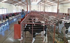 Gusano barrenador pone en incertidumbre a ganaderos de Chihuahua