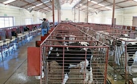 Gusano barrenador pone en incertidumbre a ganaderos de Chihuahua