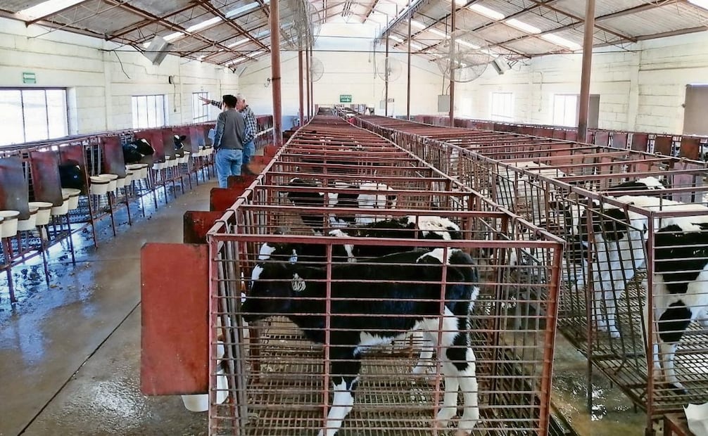 El pasado 14 de julio se detectó el primer contagio de gusano barrenador en el municipio de Hidalgo del Parral, Chihuahua.