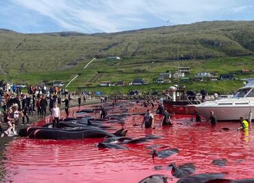 Reportan nueva matanza de ballenas en Islas Feroe; más de 500 sacrificadas este mes, ¿por qué?