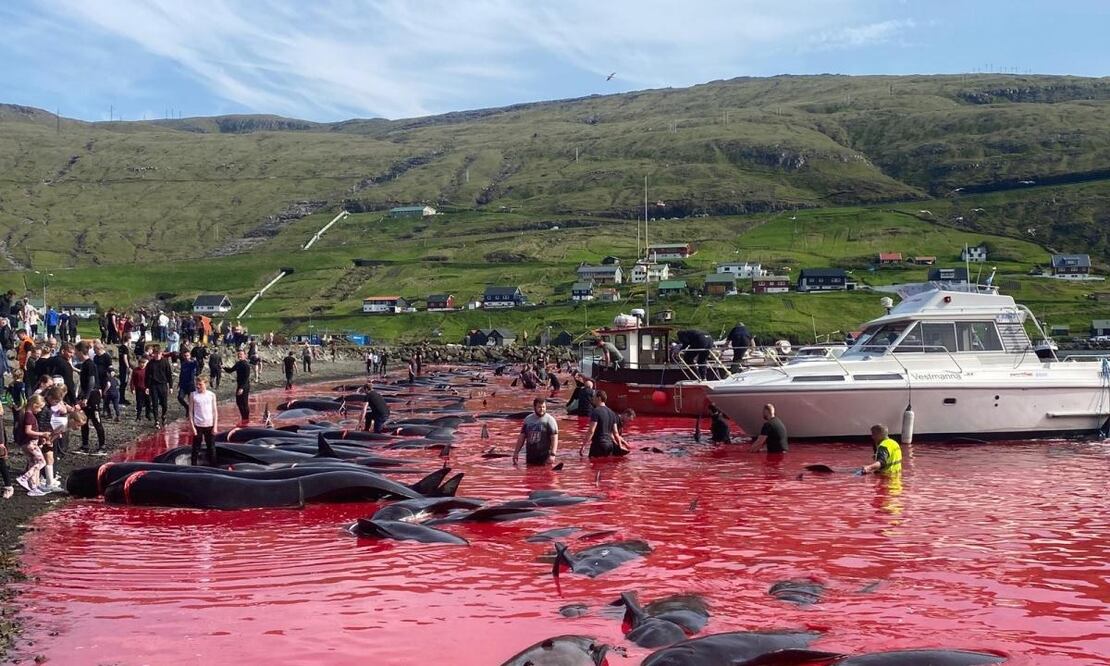 Caza de Grindadráp el 14 de junio de 2023 FOTO: Sea Shepherd UK