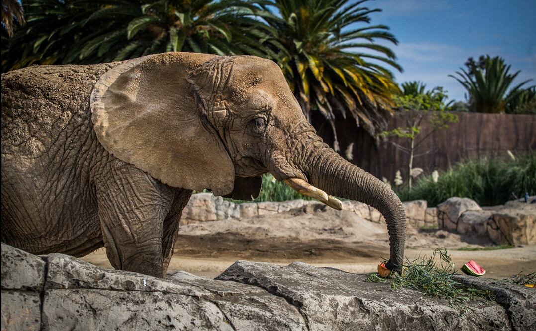 Imagen de la elefanta Ely en el zoológico de San Juan de Aragón en la Ciudad de México, septiembre de 2022. Foto: Germán Espinosa archivo/EL UNIVERSAL