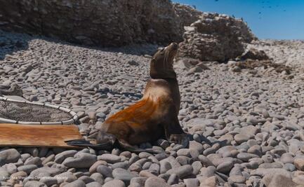 Liberan a 17 lobos marinos capturados en pesca ilegal; redes les provocan heridas graves