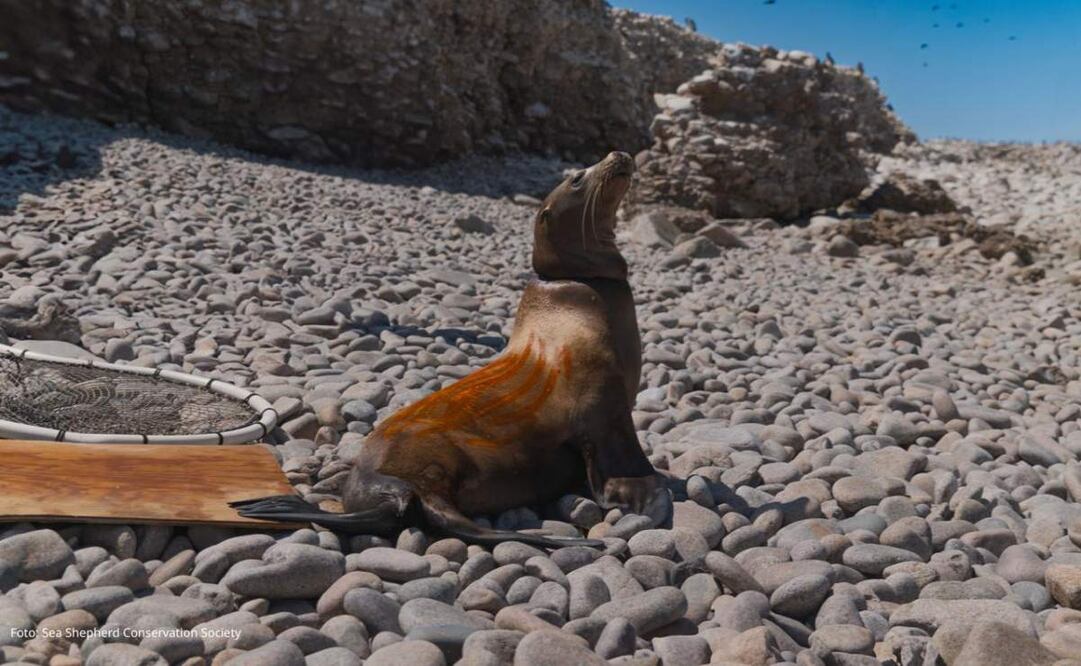 La operación se llevó a cabo desde la embarcación Bob Barker de Sea Shepherd Conservation Society y con el apoyo de dos embarcaciones menores. Foto: Sea Shepherd