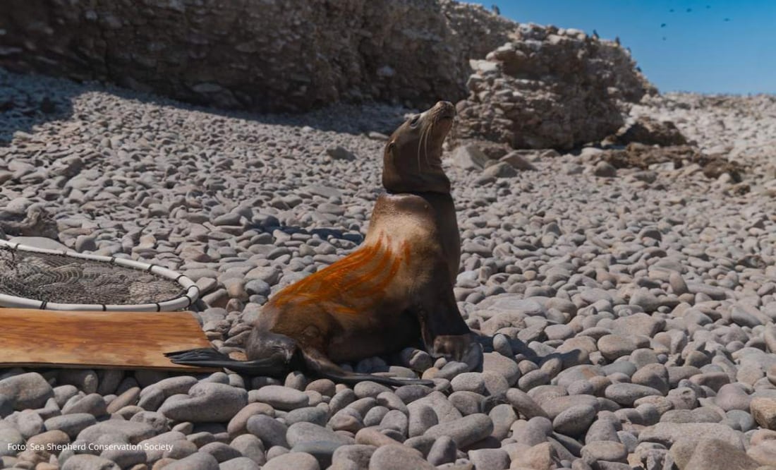 La operación se llevó a cabo desde la embarcación Bob Barker de Sea Shepherd Conservation Society y con el apoyo de dos embarcaciones menores. Foto: Sea Shepherd
