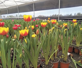 Tulipán, regalo que florece en mes del amor