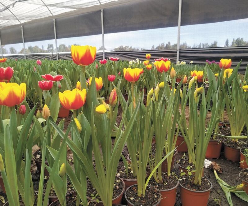 El tulipán es una flor de origen holandés que se siembra en México durante los meses de noviembre y enero (por su clima frío) para que estén listas para su venta en febrero y mayo. Fotos: Fotos: BERENICE FREGOSO. EL UNIVERSAL