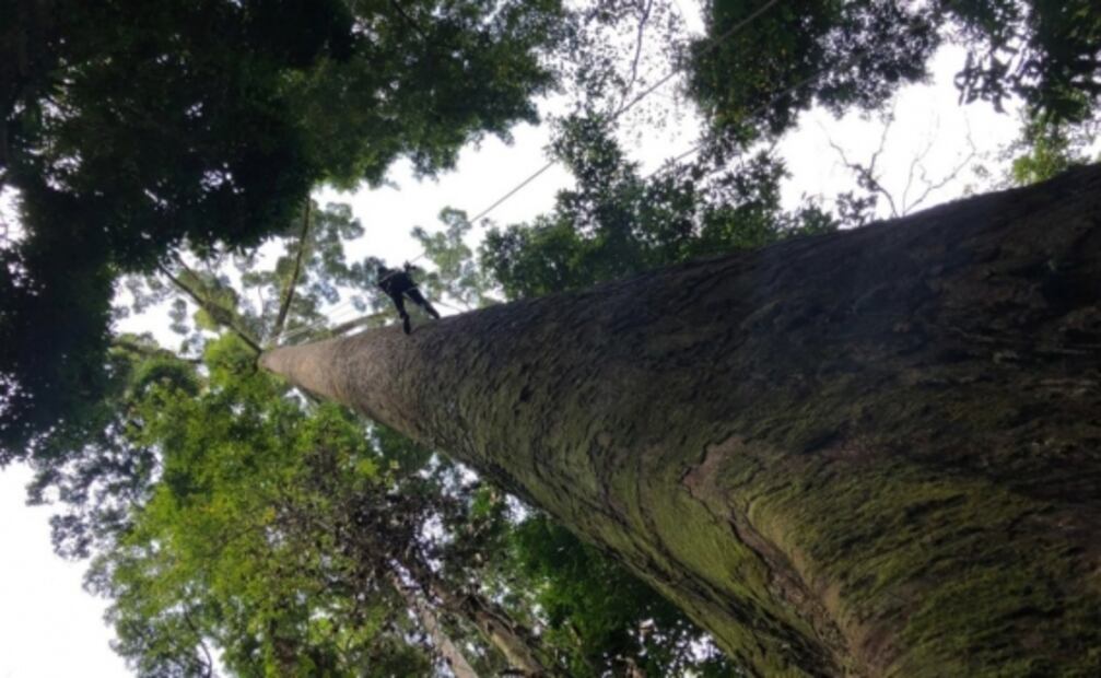 Descubren el árbol tropical más alto del mundo