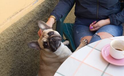 Tamales para todos, hasta para perritos. Conoce dónde los venden