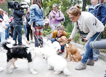 ¿Cómo ayudar a tu mascota en caso de sismo o catástrofe natural?